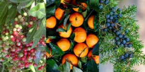 Botanical flavours